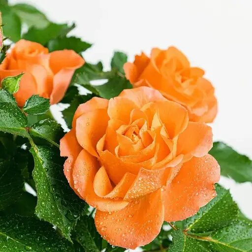   Можно ли укоренить розу Мария Казённова