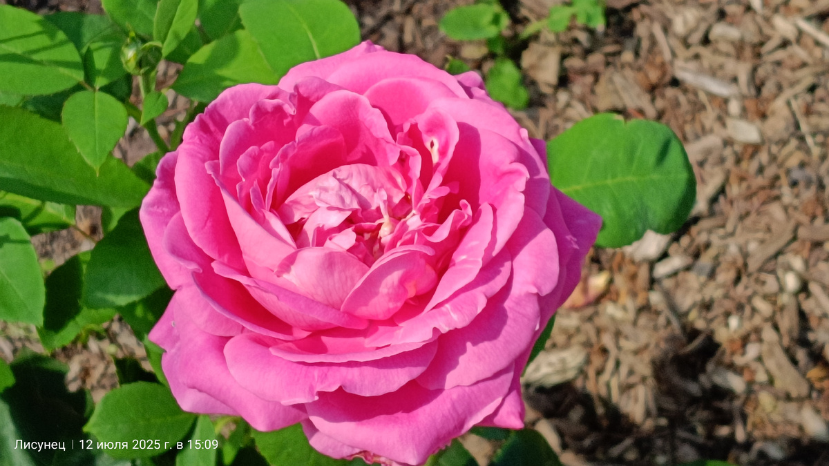 Ну как бЕз розочек.