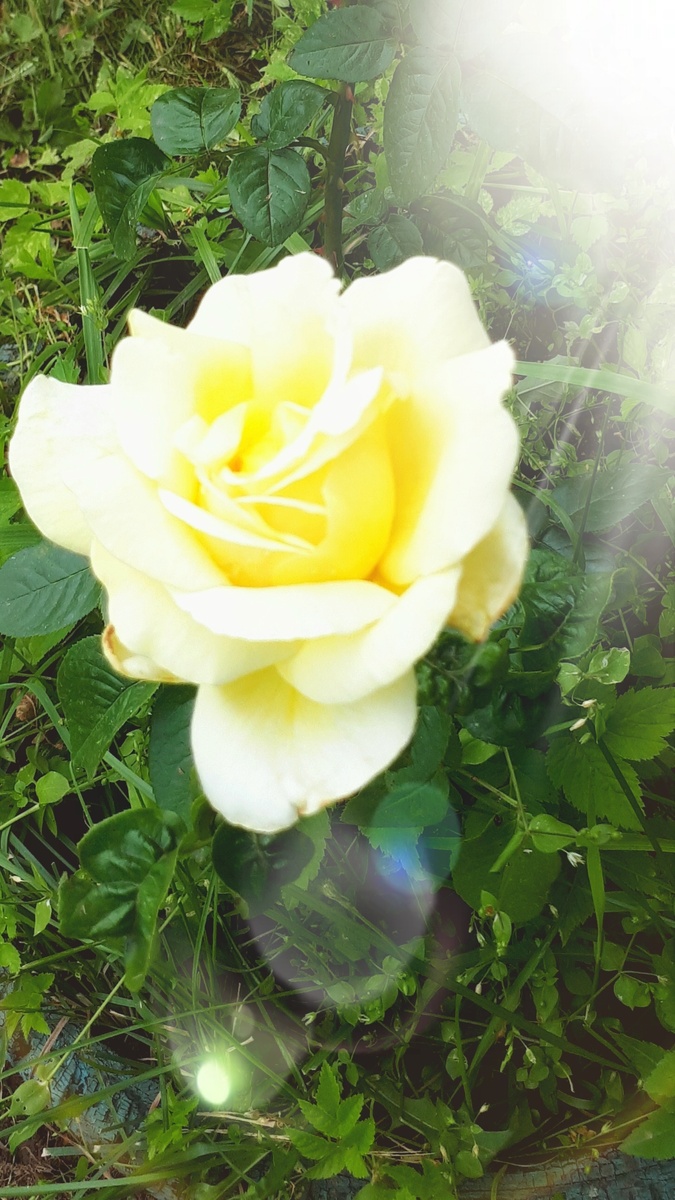 Фото автора 12.07.2025г.