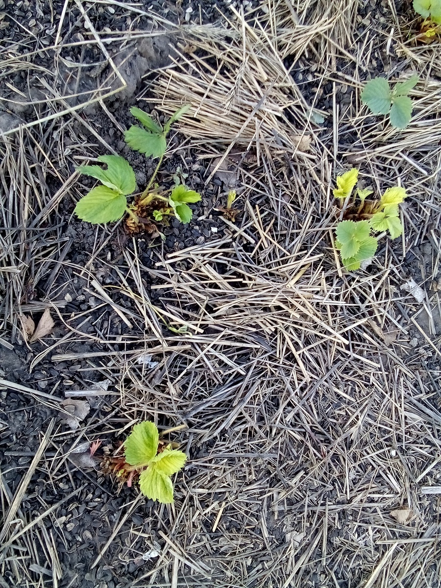 Эти кустики обрезаны сегодня