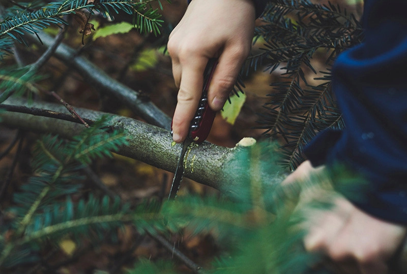 Лесничие станут получать больше? В регионы направят средства для повышения зарплатного фонда