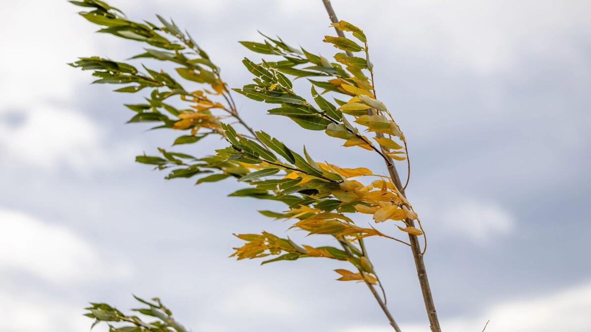    Фото: Федор Воронов/«Ямал-Медиа»