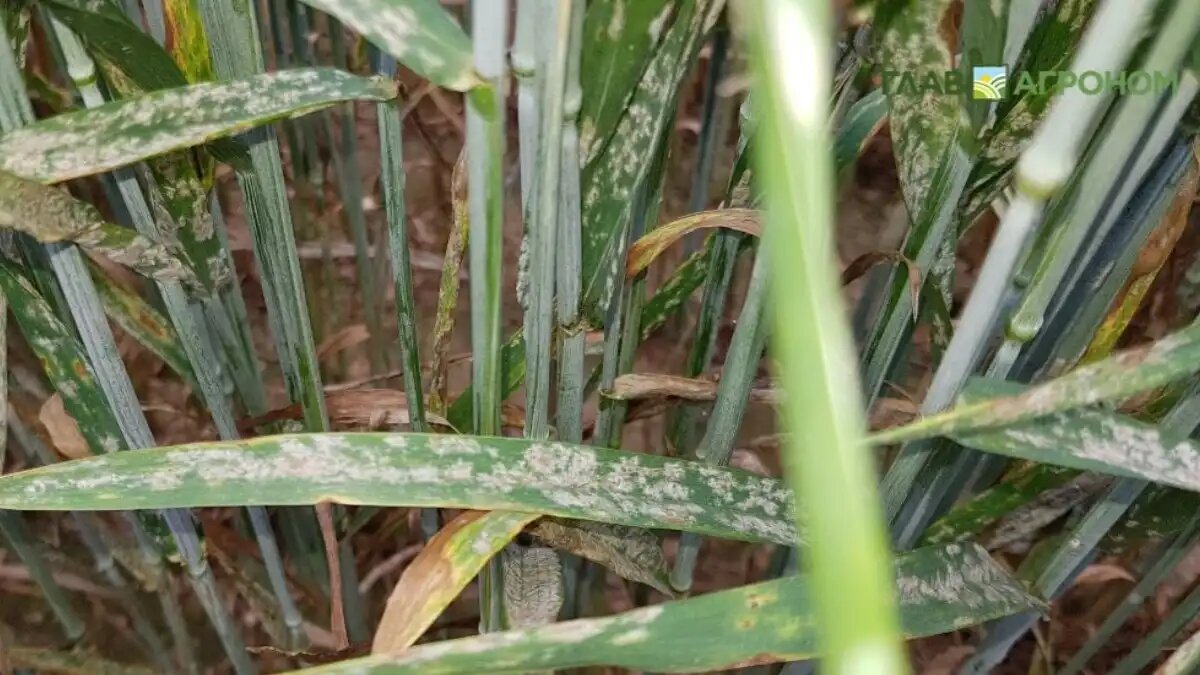 Фото:© Светлана Даренских / Glavagronom.ru
Часто информация о новых действующих веществах и химических классах немногочисленна и не затрагивает особенностей их поведения в растении