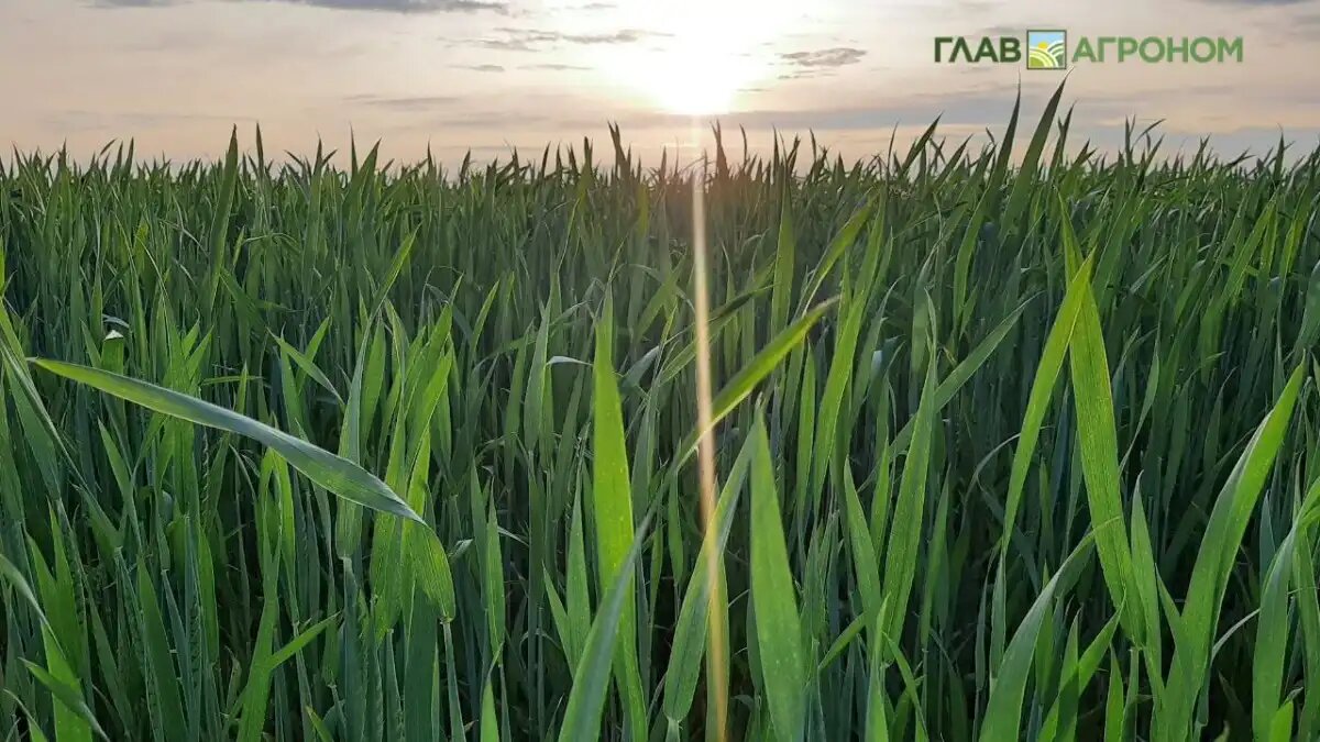 Фото:© Светлана Даренских / Glavagronom.ru
Часто информация о новых действующих веществах и химических классах немногочисленна и не затрагивает особенностей их поведения в растении