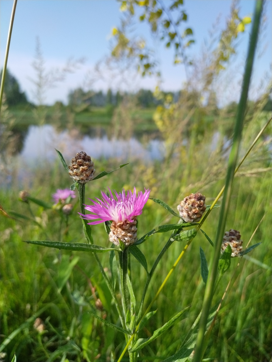 Берег Которосли