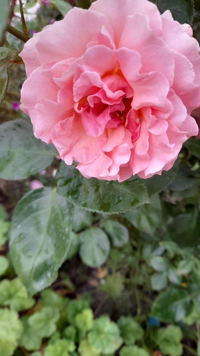 Поэзия. Фото автора 