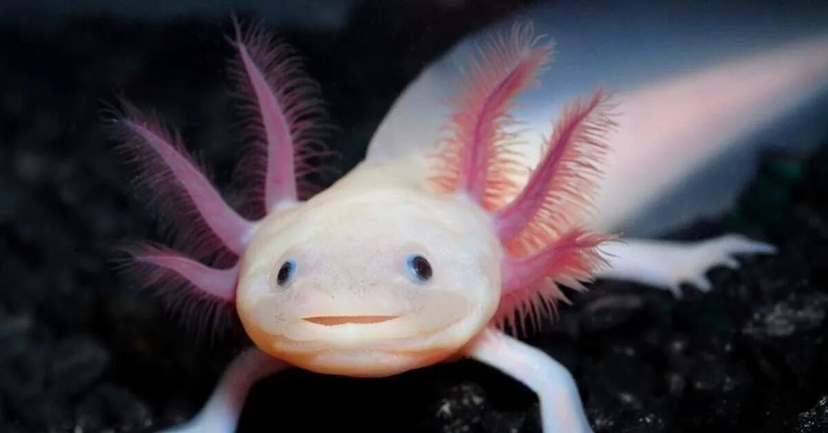 Изображение из интернета