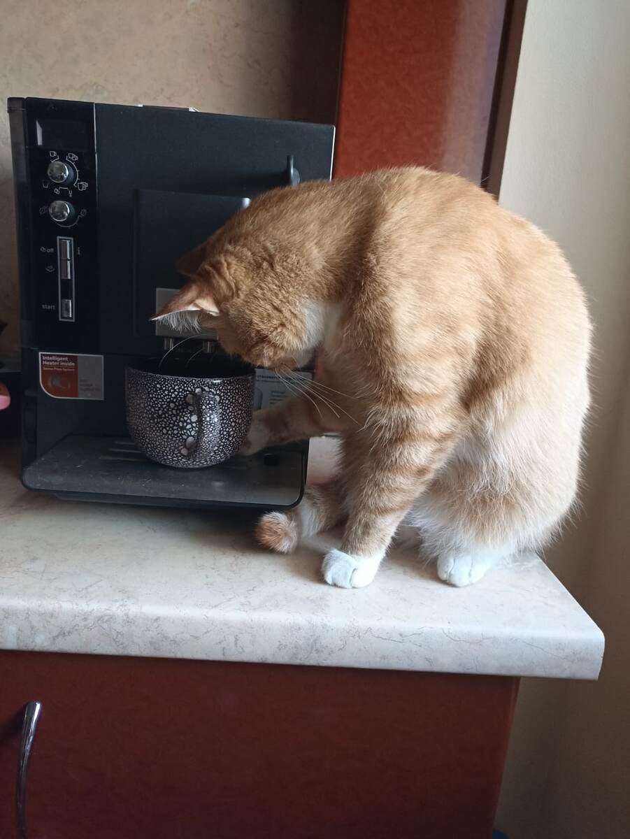 Бариста хвостатый)) 