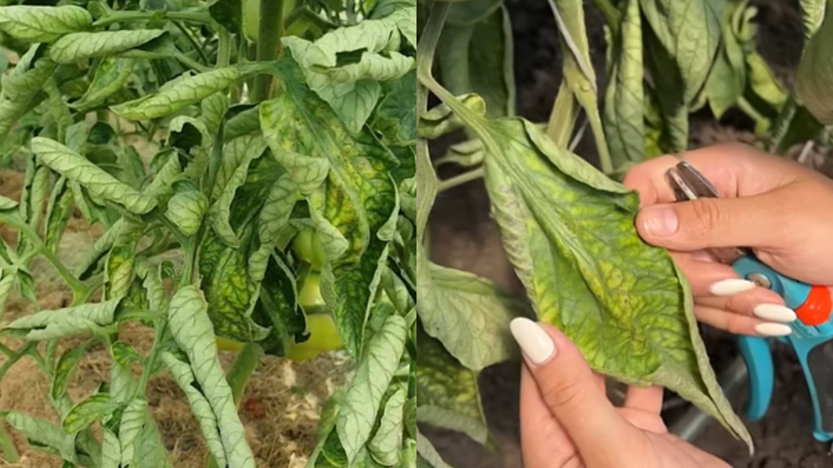 Когда помидоры подают сигналы SOS, счет идет на часы