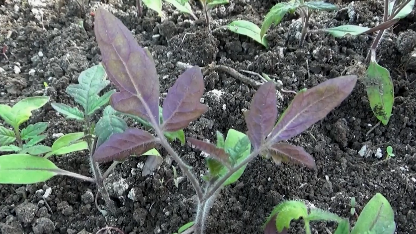 Простая диагностика по цвету и форме доступна каждому огороднику