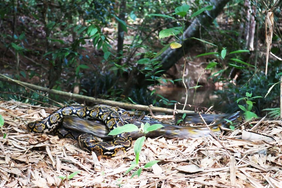    Ardi Wijaya / Opn Images / www.globallookpress.com