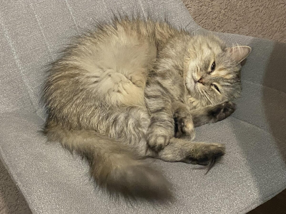 Как же дома хорошо...и Кися рядом. Фото автора