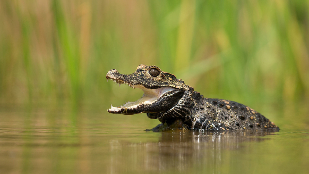Тупорылый крокодил, фото с сайта: https://drivefoto.ru/priroda/tuporylyj-afrikanskij-krokodil