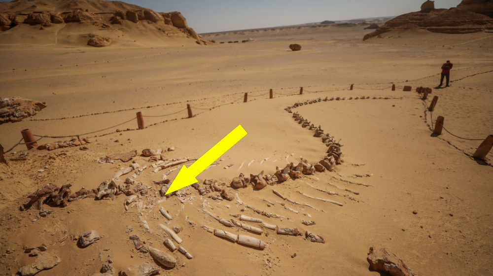    Таинственная долина китов в Сахаре раскрывает древние следы ног и удивительные факты о морских млекопитающих