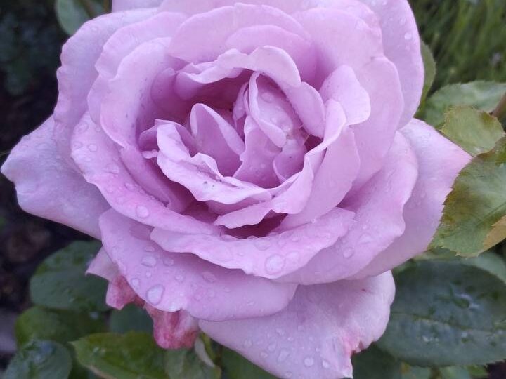 Посоветовал агроном. Искореняющая обработка роз от черной пятнистости