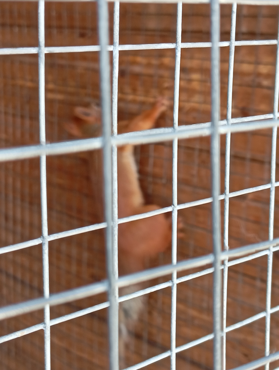 Белочки в парке Пушкина в городке у моря. 