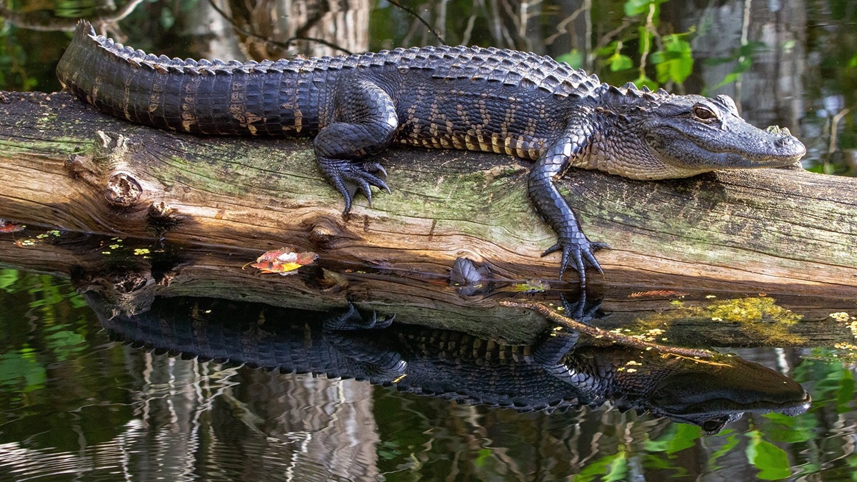 Фото с сайта: https://pofoto.club/22784-kitajskij-alligator-63-foto.html