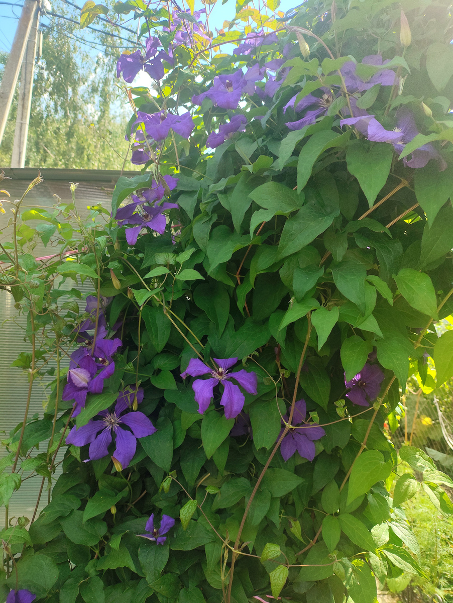 Обрезка клематиса