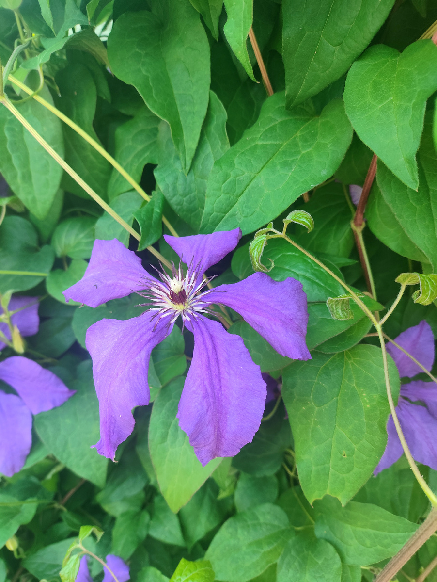 Группа цветения клематиса