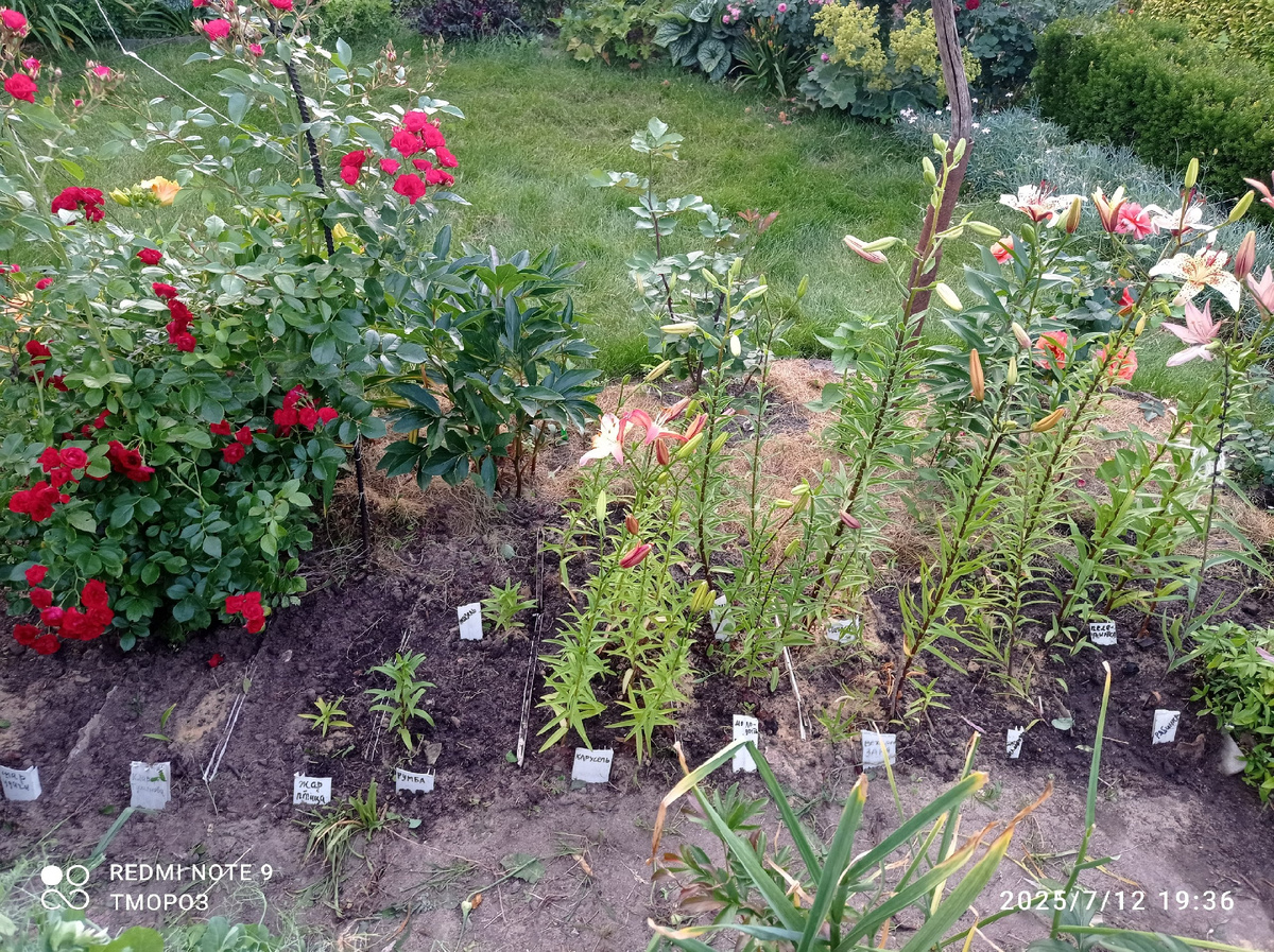 старую чуть подправила посадку