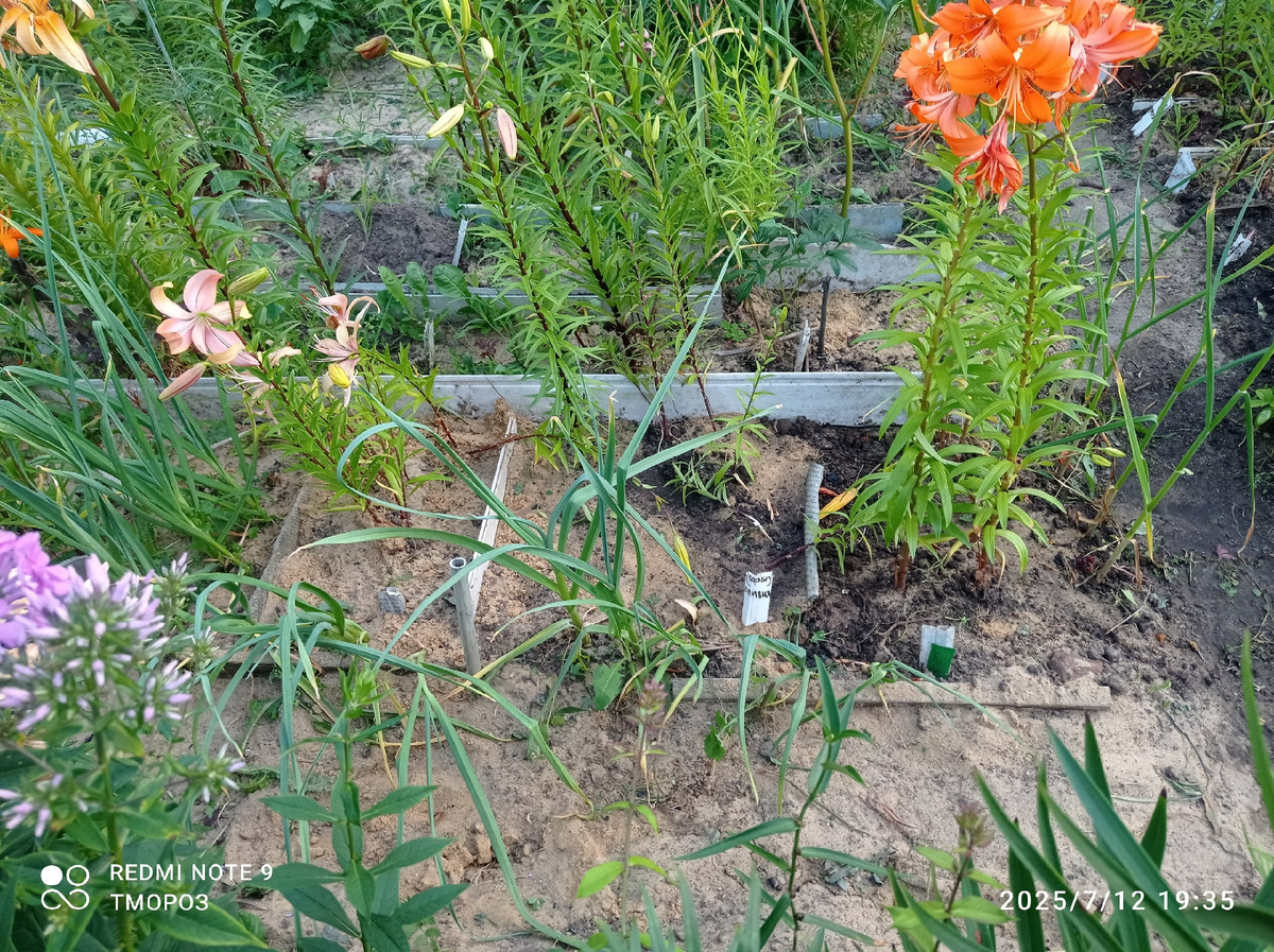 основная плантация