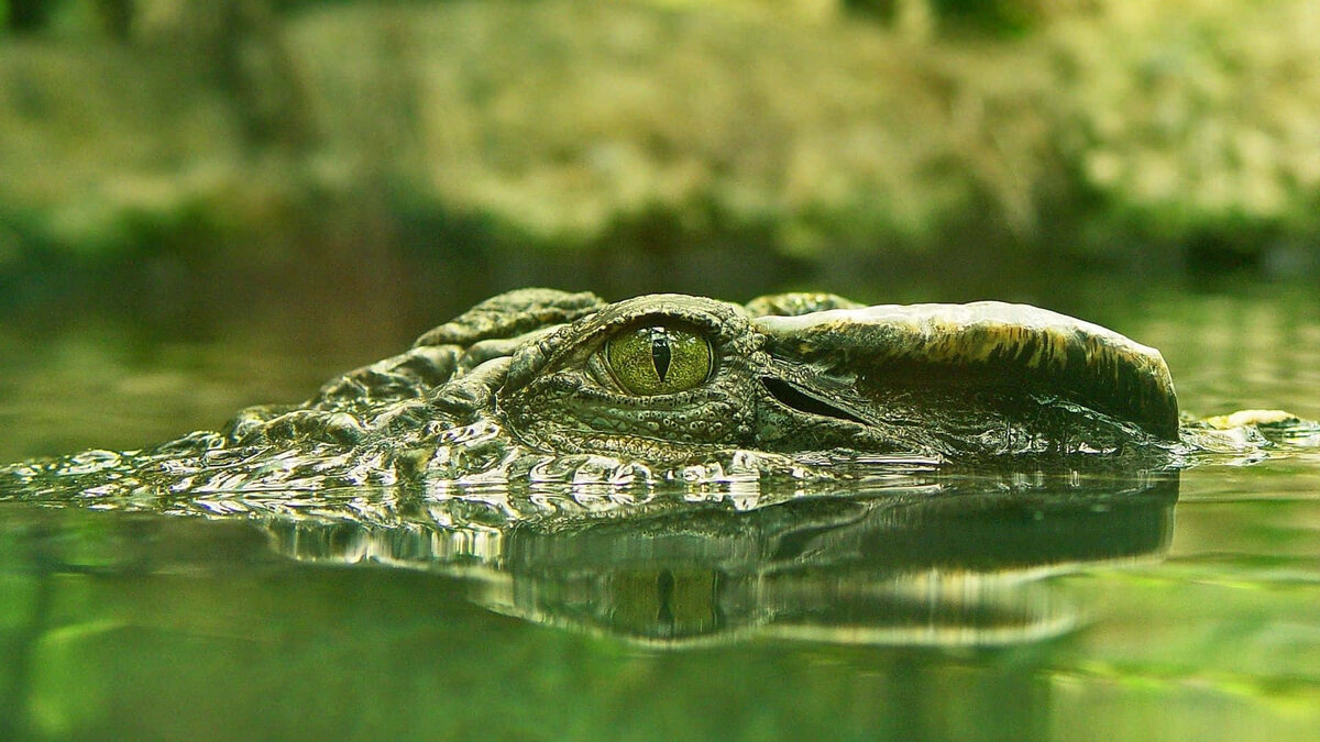 Фото с сайта: https://wallpapers.com/crocodile-pictures