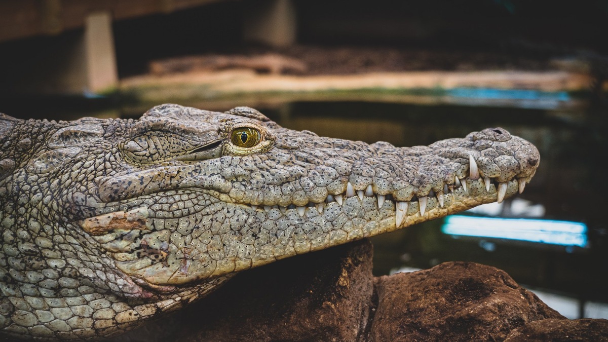 Фото с сайта: https://wallpapershq.com/wallpapers/5666_bryce-norton-carterton-great-britain/1920x1080