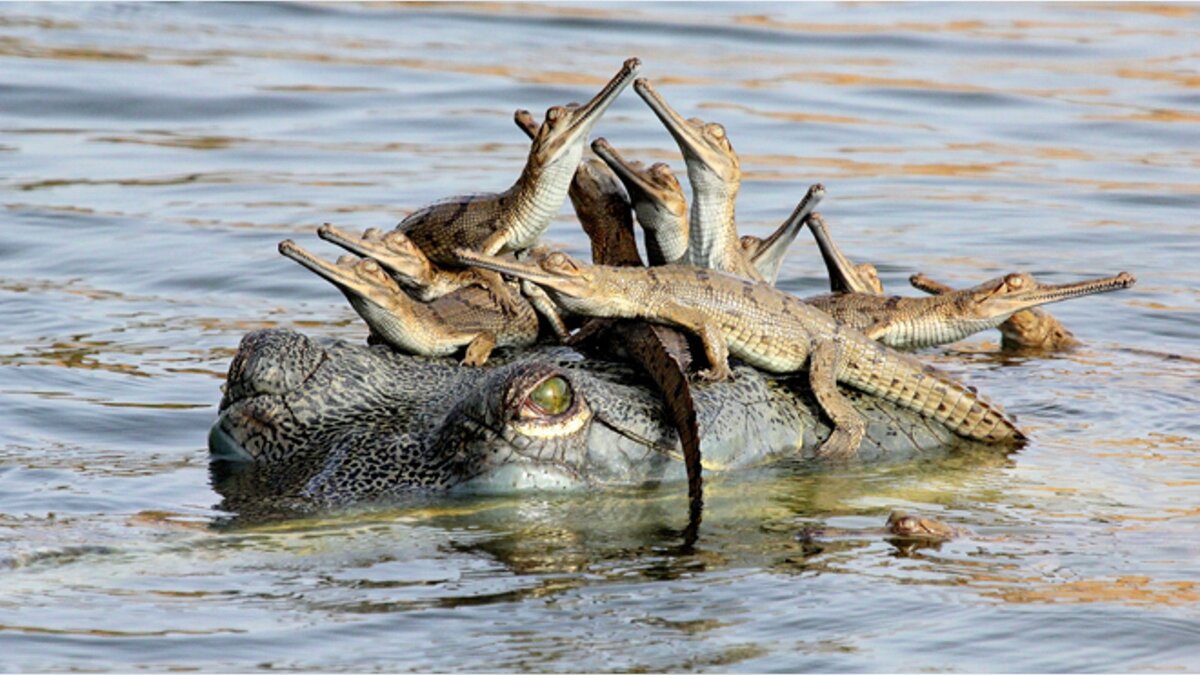 Фото с сайта: https://grib-foto.ru/brachniye-dni-jivotniye