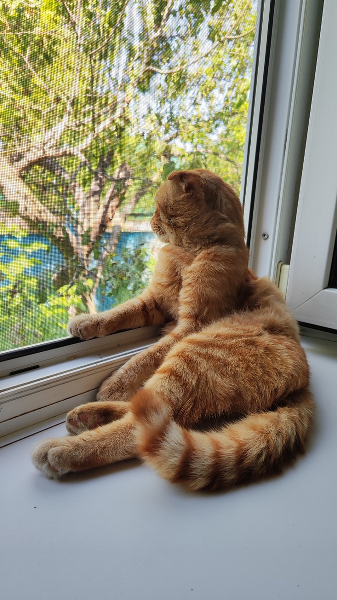 Котик у родителей сидит в окошко смотрит