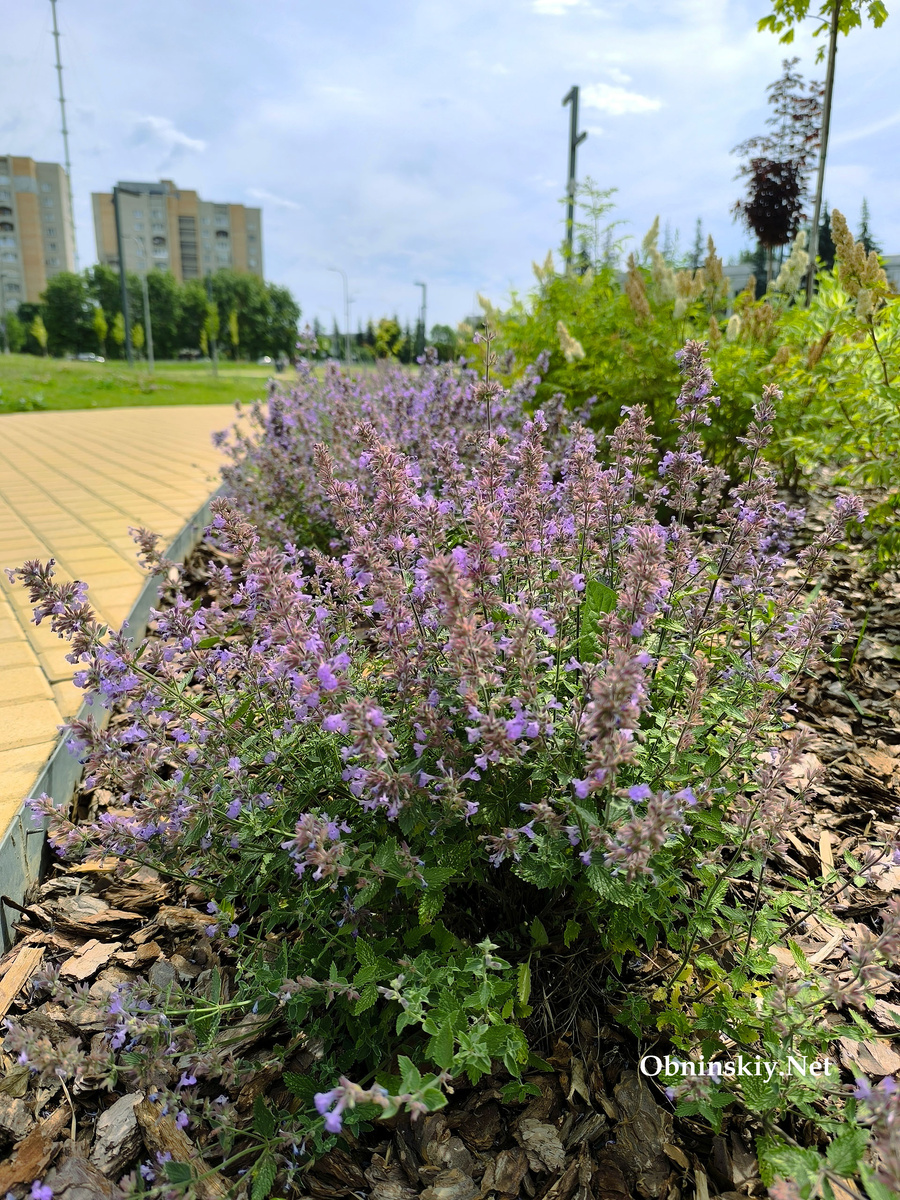 Площадь у Дома учёных в Обнинске