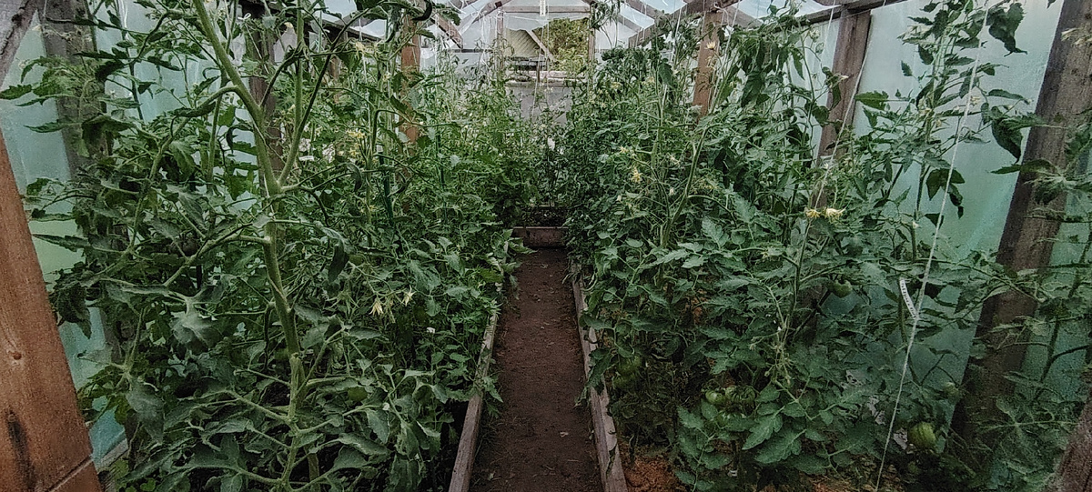 Томатная теплица 12 июля