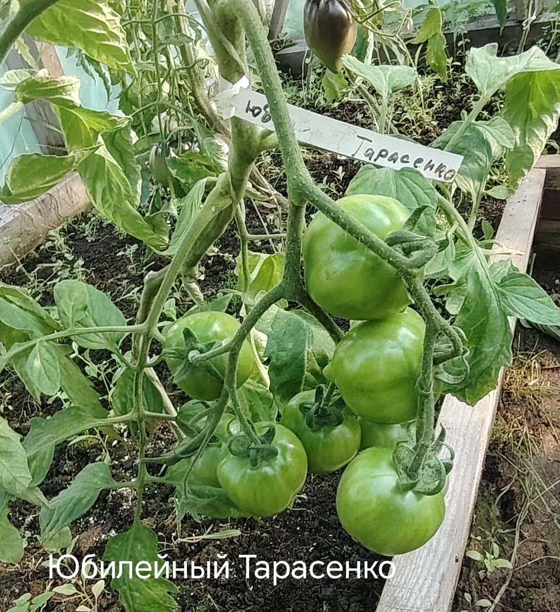 Юбилейный Тарасенко 