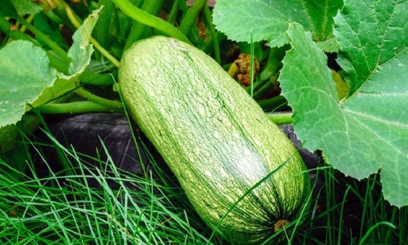 Сочные кабачковые блинчики: идеальное блюдо лета вместо обычной жарки