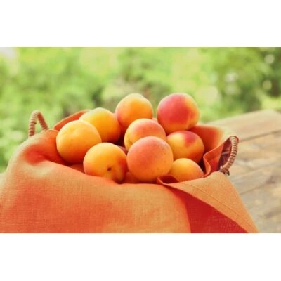 Сорт Триуфм Севера