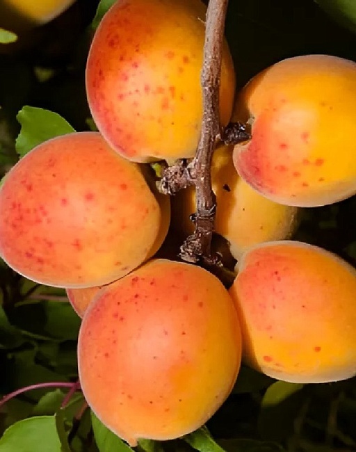 Абрикос Чемпион Севера 