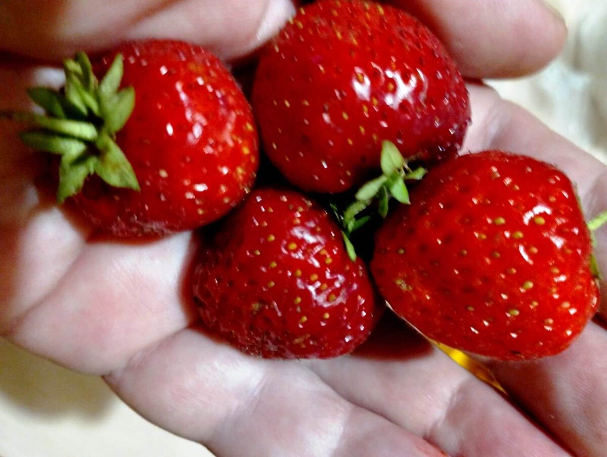 Помимо мошки и пуха, июнь и такую красоту дарит... (фото из личного)