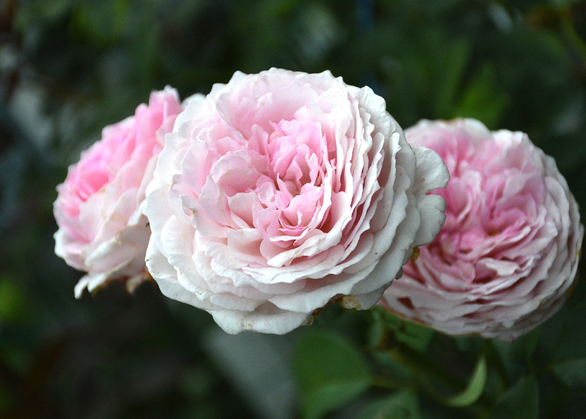 Роза 'Джеймс Голуэй', 26 июля 2023. Все фотографии в статье мои. Розы - тоже