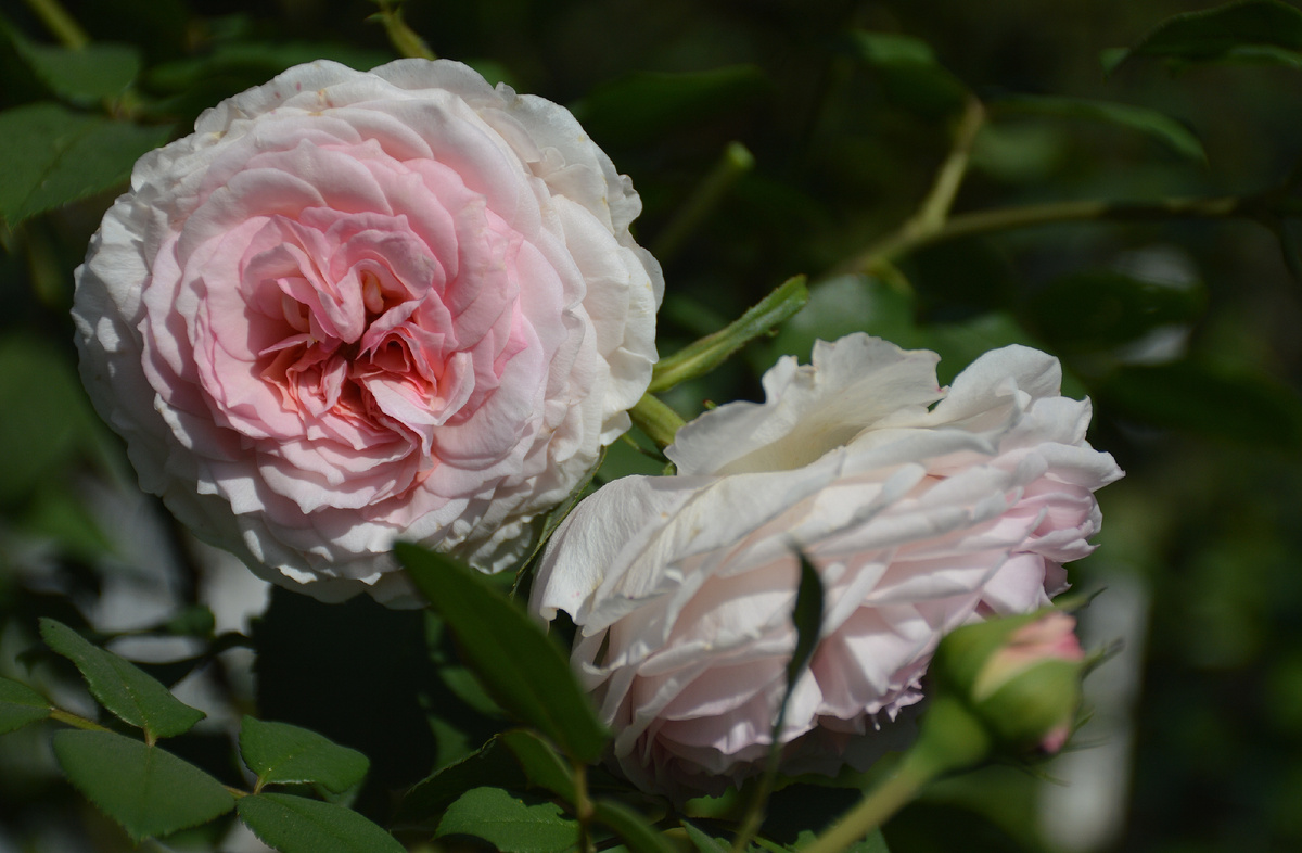 5 сентяюря 2024