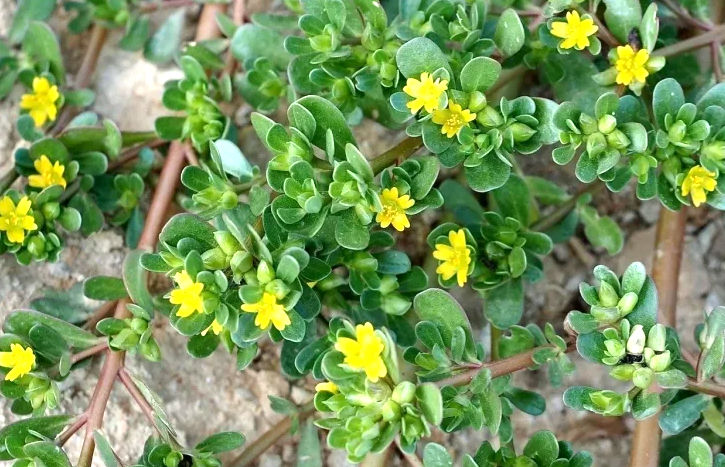 Портулак огородный и его невероятные свойства