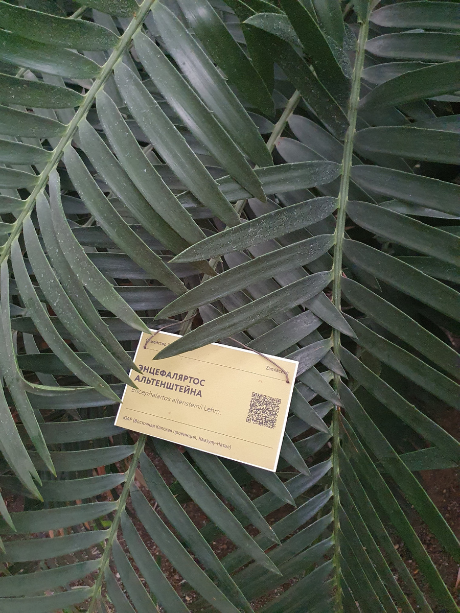 Растение с табличкой с названием и QR-кодом