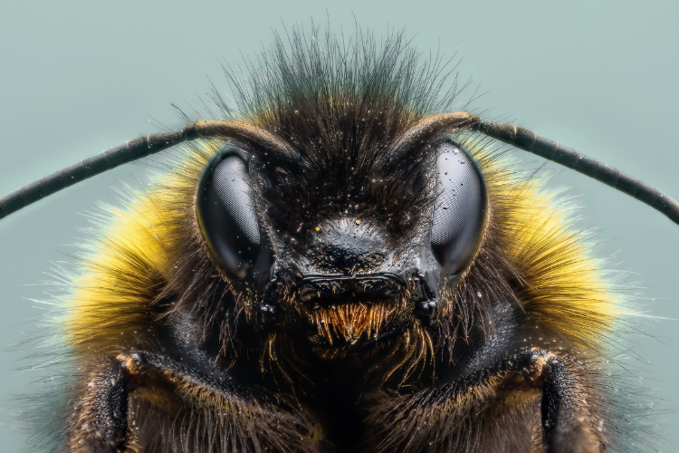 Подвергнув шмелей в полевых условиях воздействию реалистичной дозы клотианидина, ученые обнаружили значительные различия в активности генов в разных тканях тела