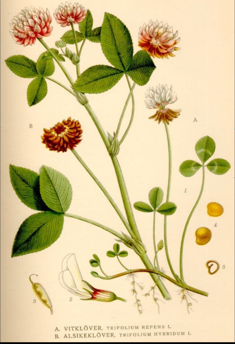 Клевер гибридны, фото из интернета, 