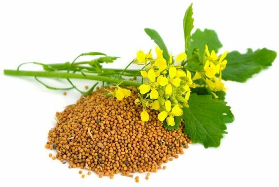 Горчица белая