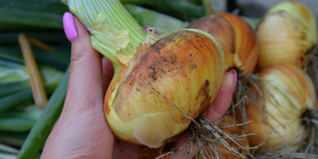 4 верных признака, по которым легко понять, что Лук созрел и готов к уборке