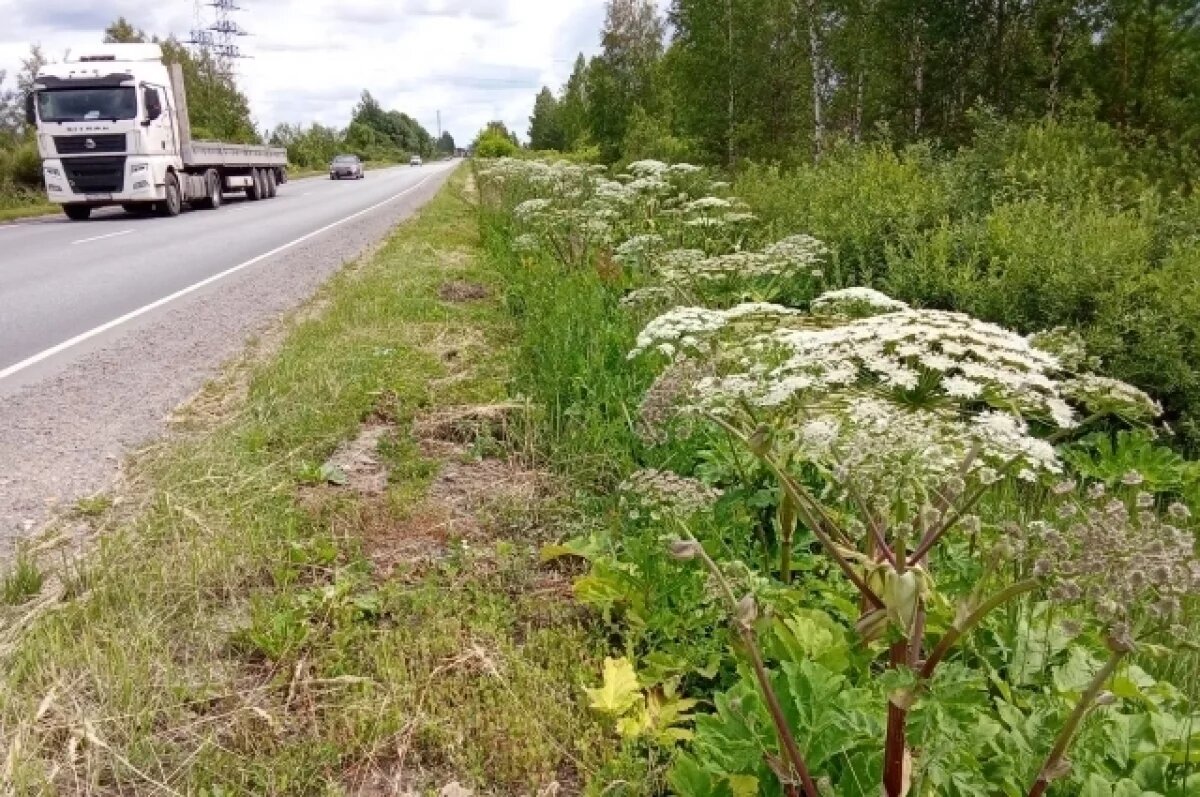    Вдоль трассы перед Тумой – поля борщевика Сосновского. В первую очередь нужно предупредить детей, что приближаться к этому сорняку – нельзя.
