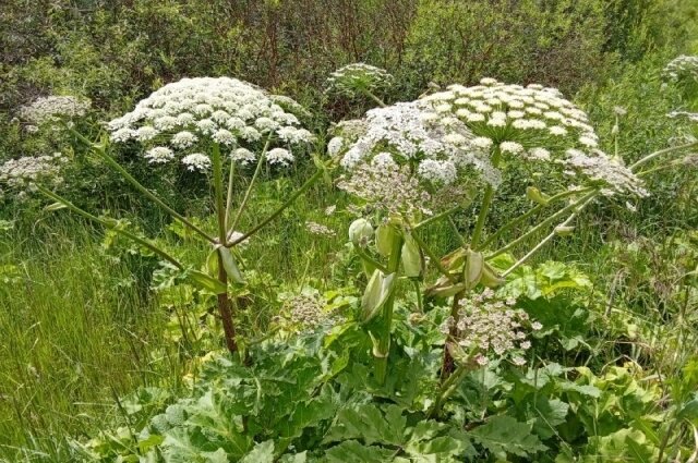    Борщевик Сосновского очень опасен для здоровья. Фото: АиФ