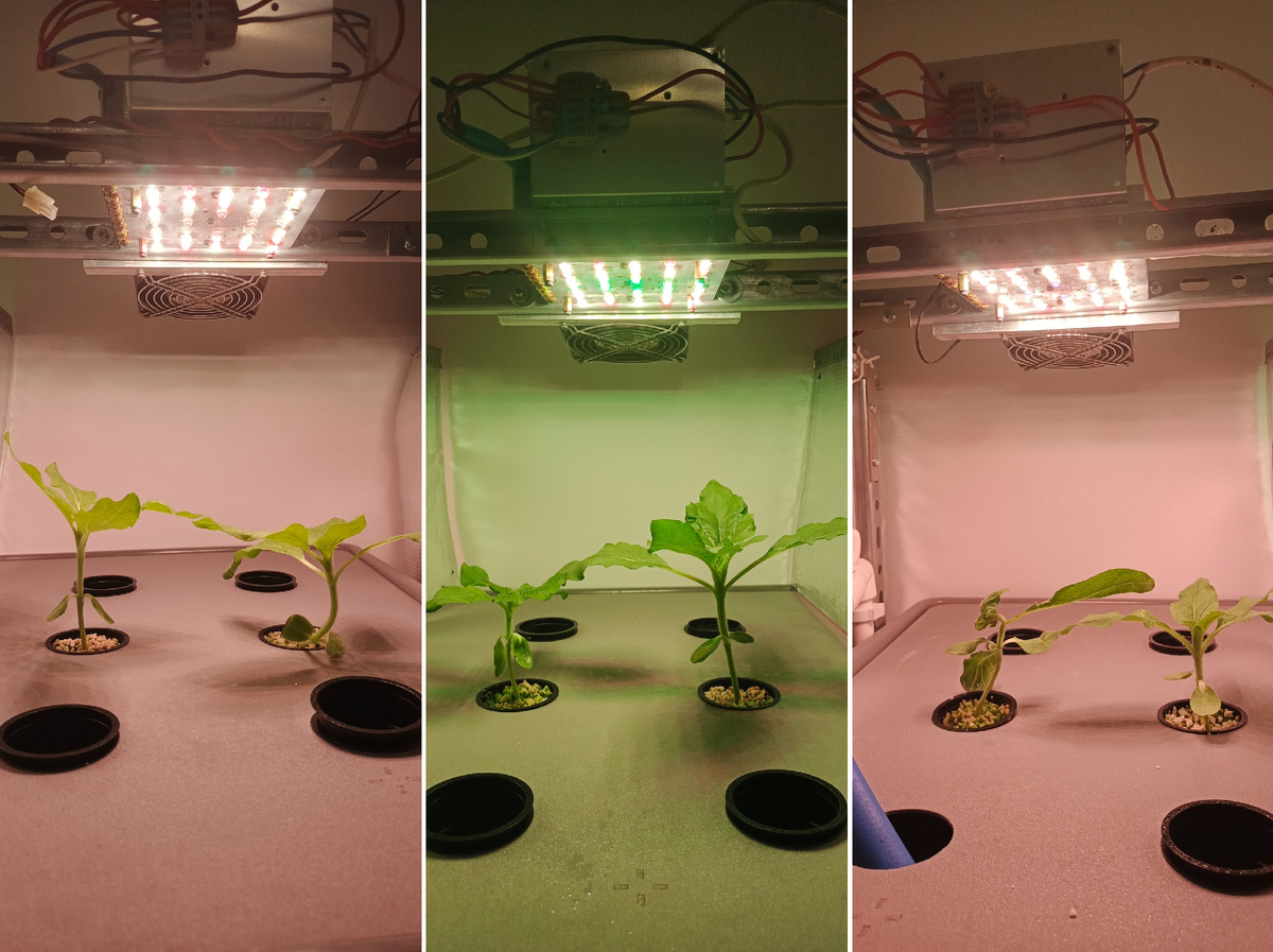 Первый месяц жизни подсолнечника в установке