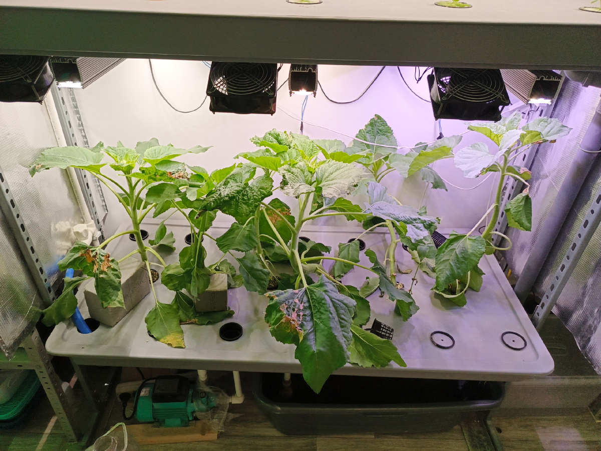 через пару недель после переезда. Покоцанные листья - те, что упирались в лампы и погорели.