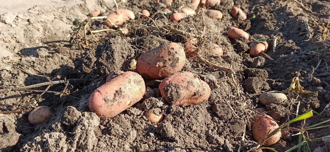 Что положить в лунку от проволочника: тестирую аптечный метод на картофеле