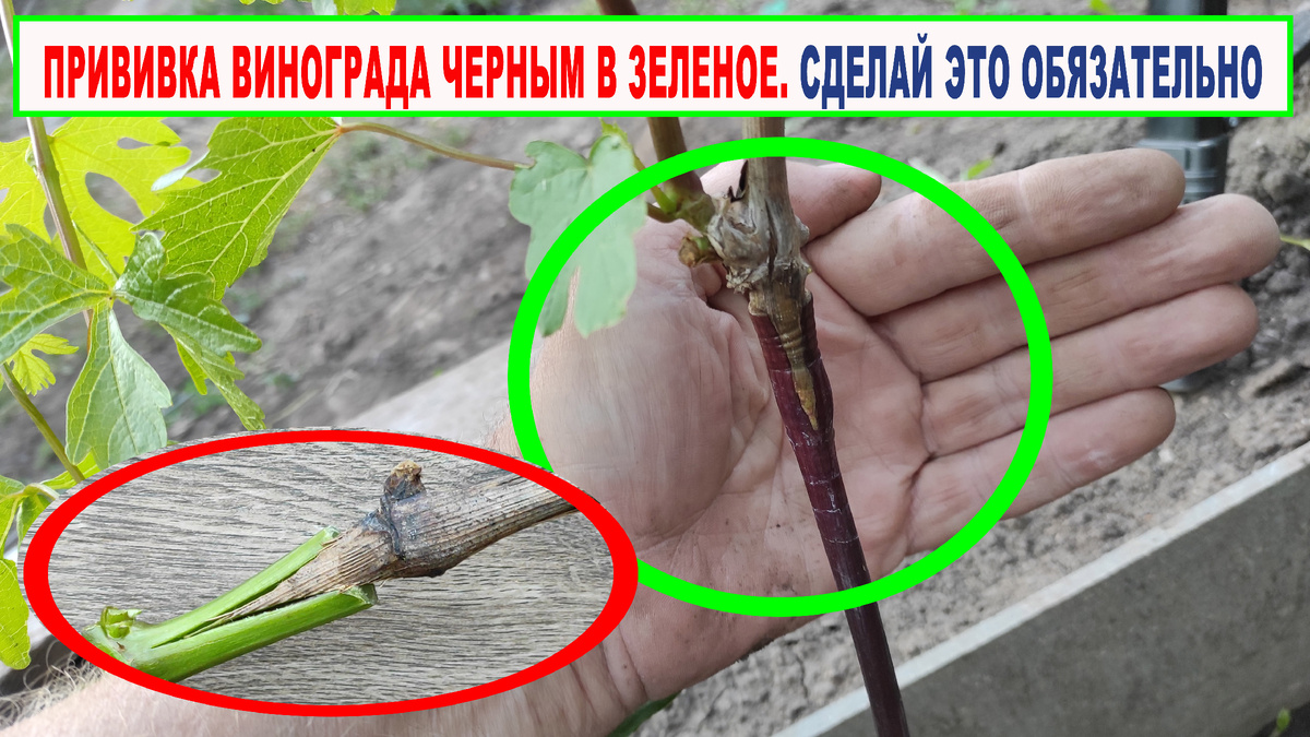 Одна из прививок